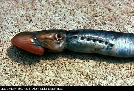 sealamprey3560766