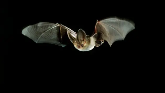 bat20photo20ar452628881195
