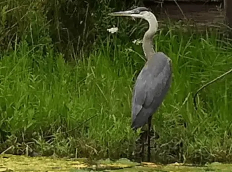great-blue-heron-768x571653962-1