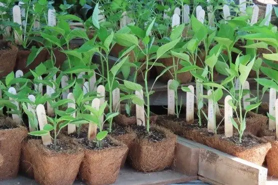 plants2431124