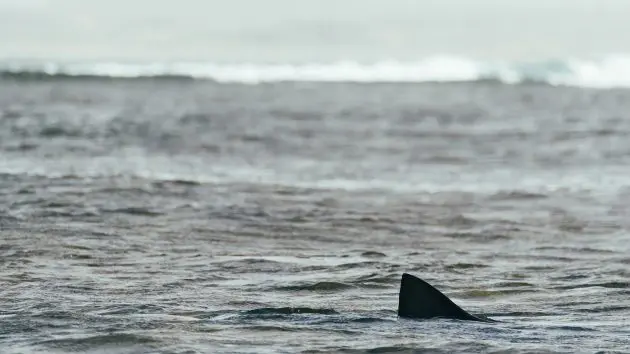 getty_shark-stock-gty-jef-260511_1778510035213_hpmain359444