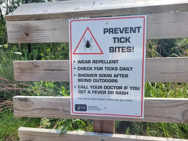 ticks-2-768x576697265-1