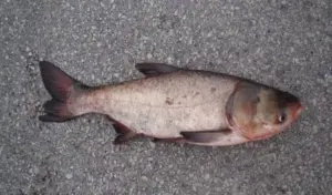 asiancarpgood843083