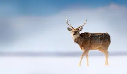 deer-safe114769