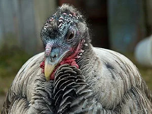 domestic-turkey-from-ipb-jpg