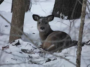 deer-in-the-snow-jpg