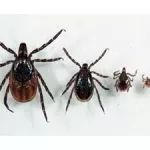 ticks-idoh-jpg