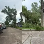 trees-down-jpeg