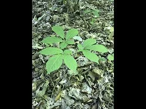 np-ginseng_250px-jpg