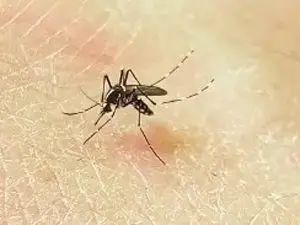 mosquito-jpg-2