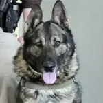 k9-officer-zeno-jpg