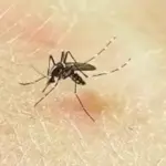 mosquito-jpg-3