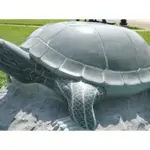 minooteeni-turtle-jpg