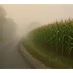 corn-fog-jpg