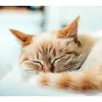 sleeping_cat_original_334445-jpg