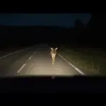 deer-in-headlights-_canva-jpg