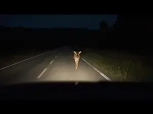 deer-in-headlights-_canva-jpg