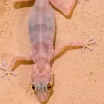 gecko-wall-jpg
