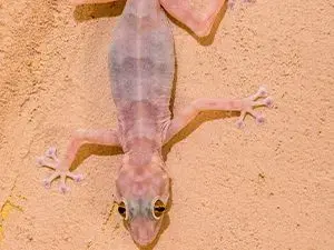 gecko-wall-jpg