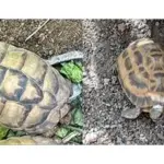 stolen-tortoises-jpg