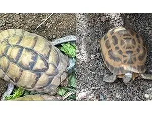 stolen-tortoises-jpg
