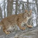 bobcat-photo-from-indiana-forest-alliance-jpeg-6