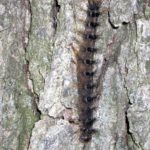 gypsy-moth-caterpillar-infected-with-entomophaga-photo-by-dave-smitley-msu-jpg-3