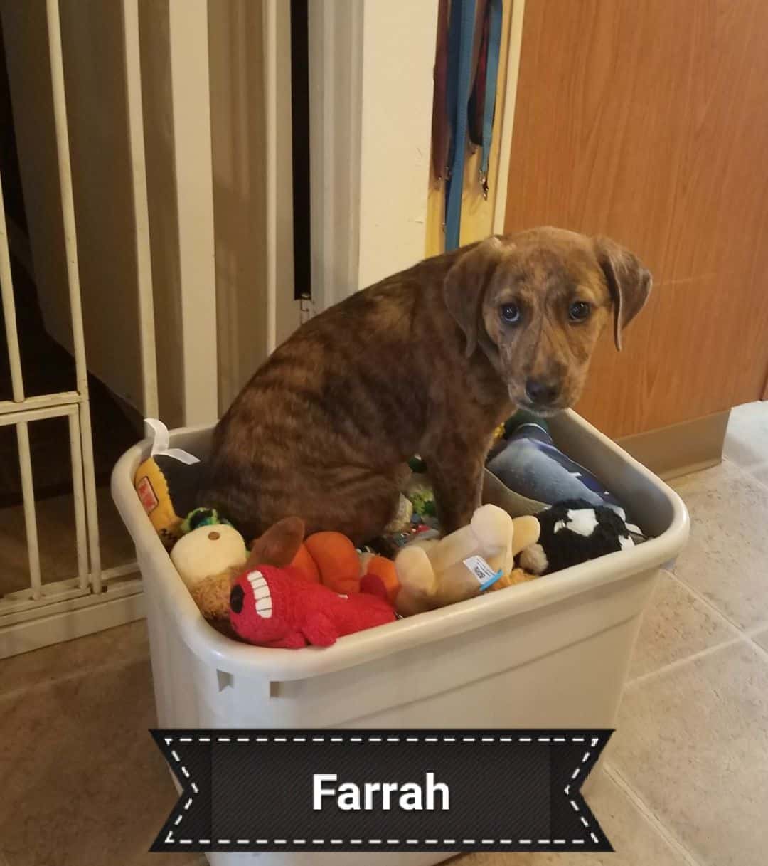 farrah-2