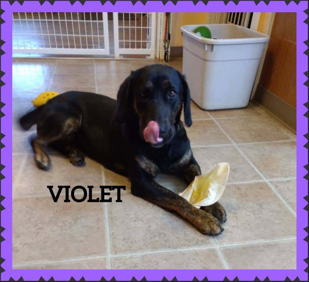 violet-with-chewie