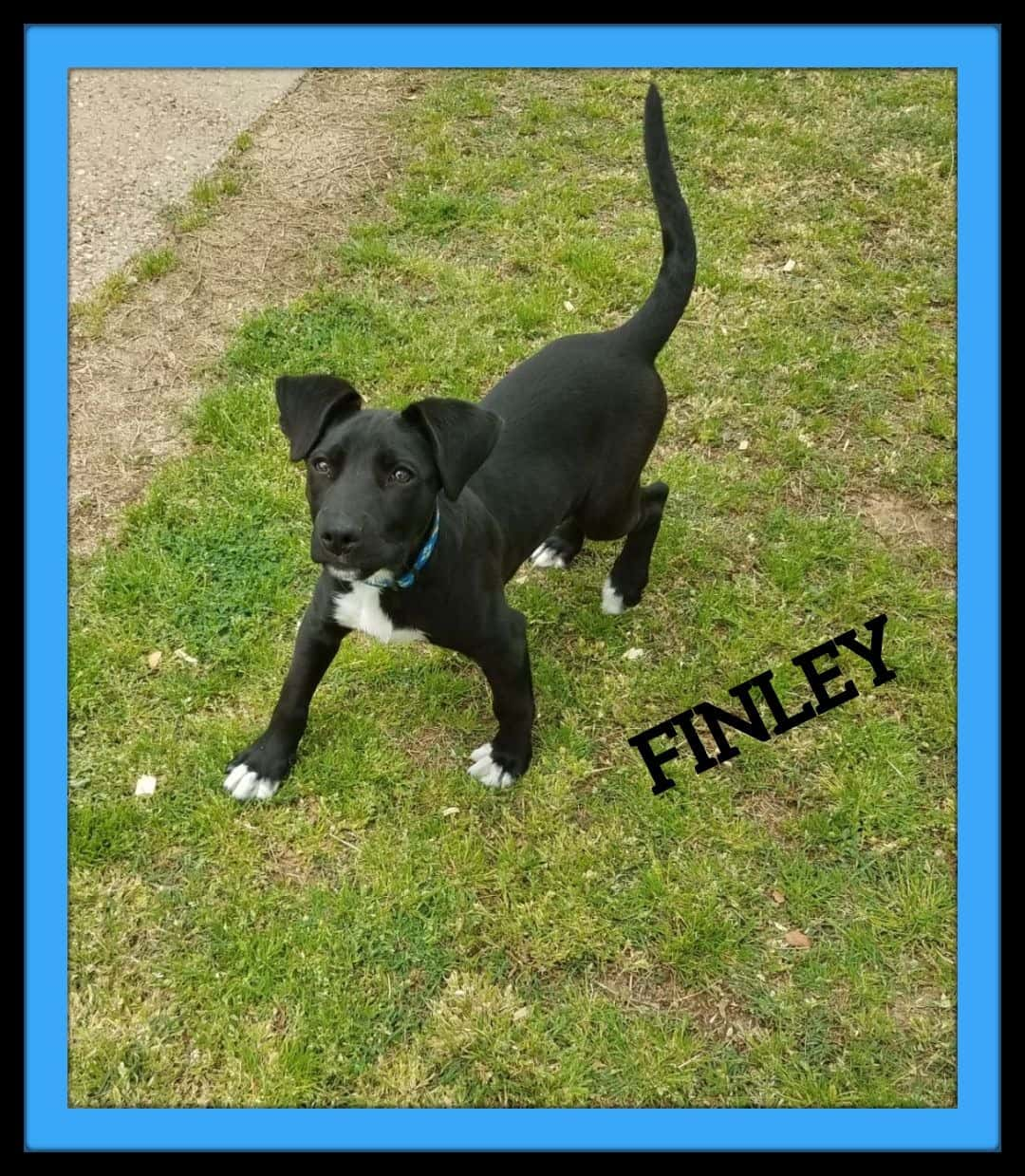 finley41619