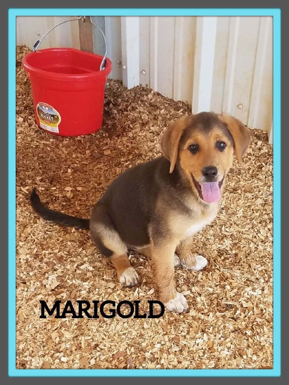 marigold51619