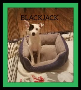 K-HITS Hood County Pets Of The Week!