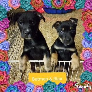 K-HITS Hood County Pets Of The Week!