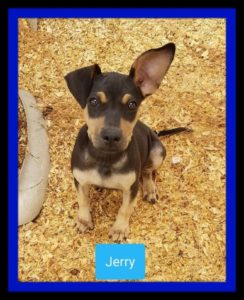 K-HITS Hood County Pets Of The Week!