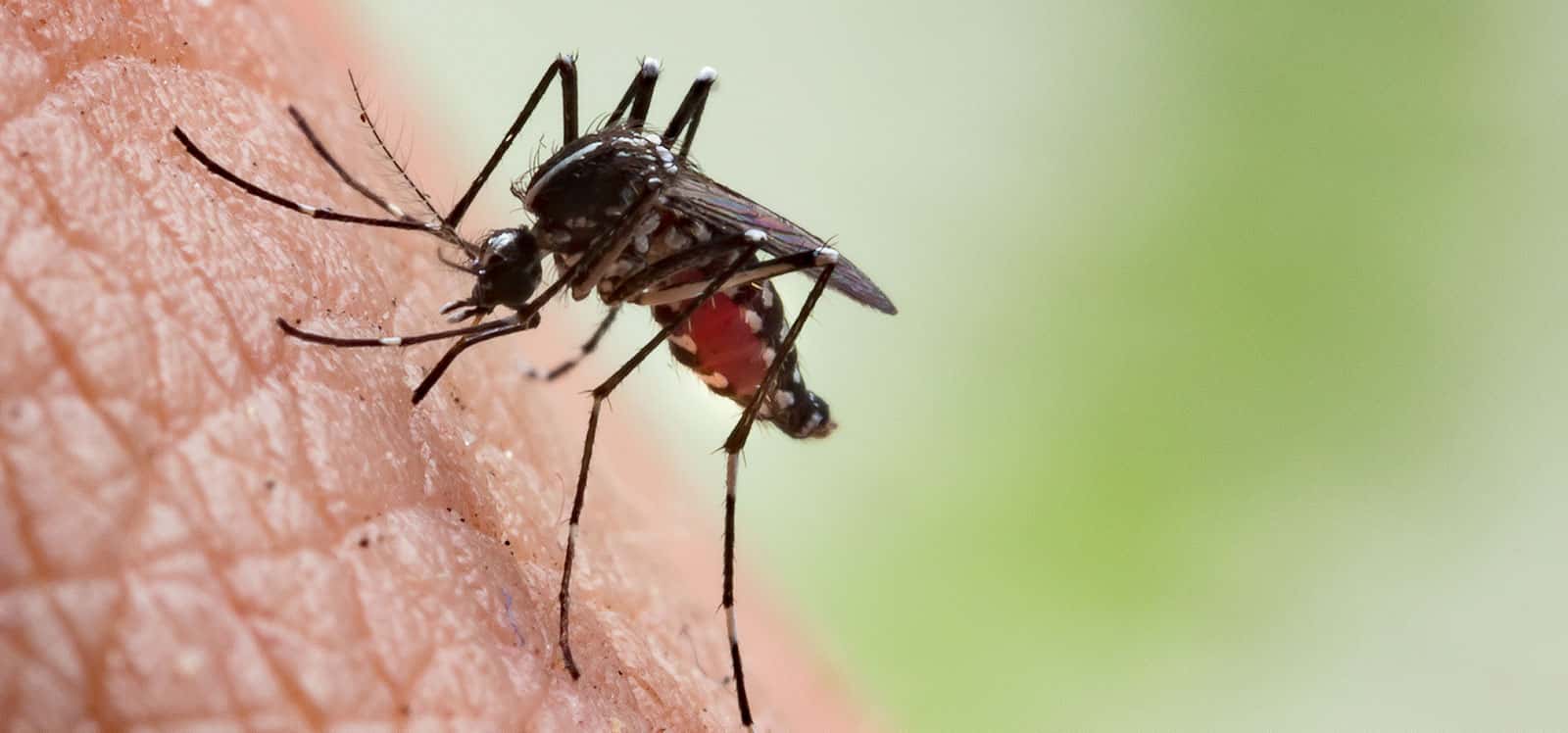 mosquito-coronavirus