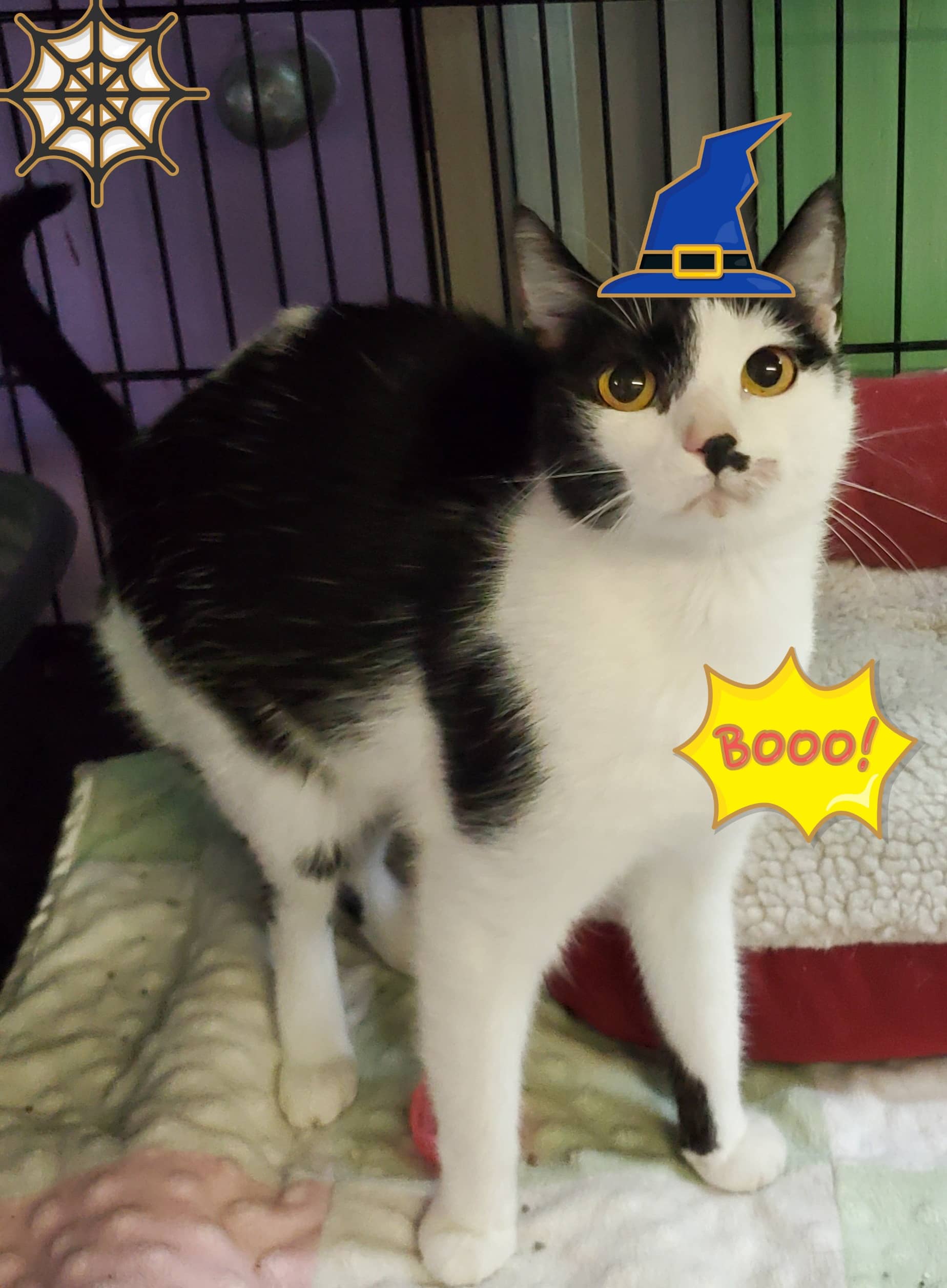 K-HITS Erath County Pets OF The Week!