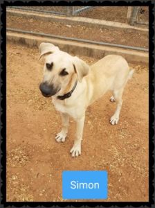K-HITS Hood County Pets Of The Week!