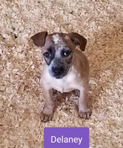 K-HITS Hood County Pets Of The Week!