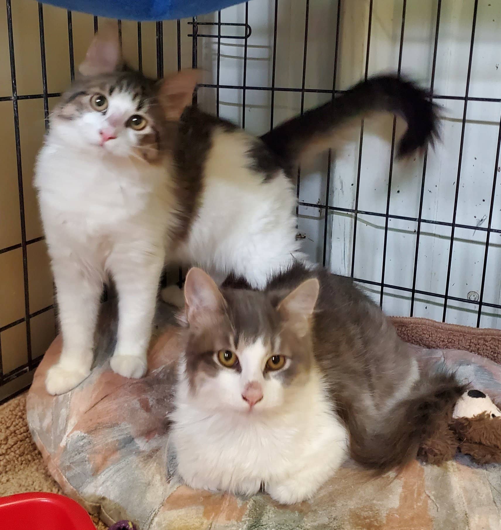 K-HITS Erath County Pets OF The Week!