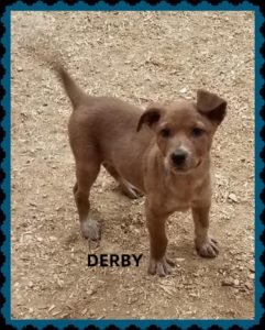 K-HITS Hood County Pets Of The Week!