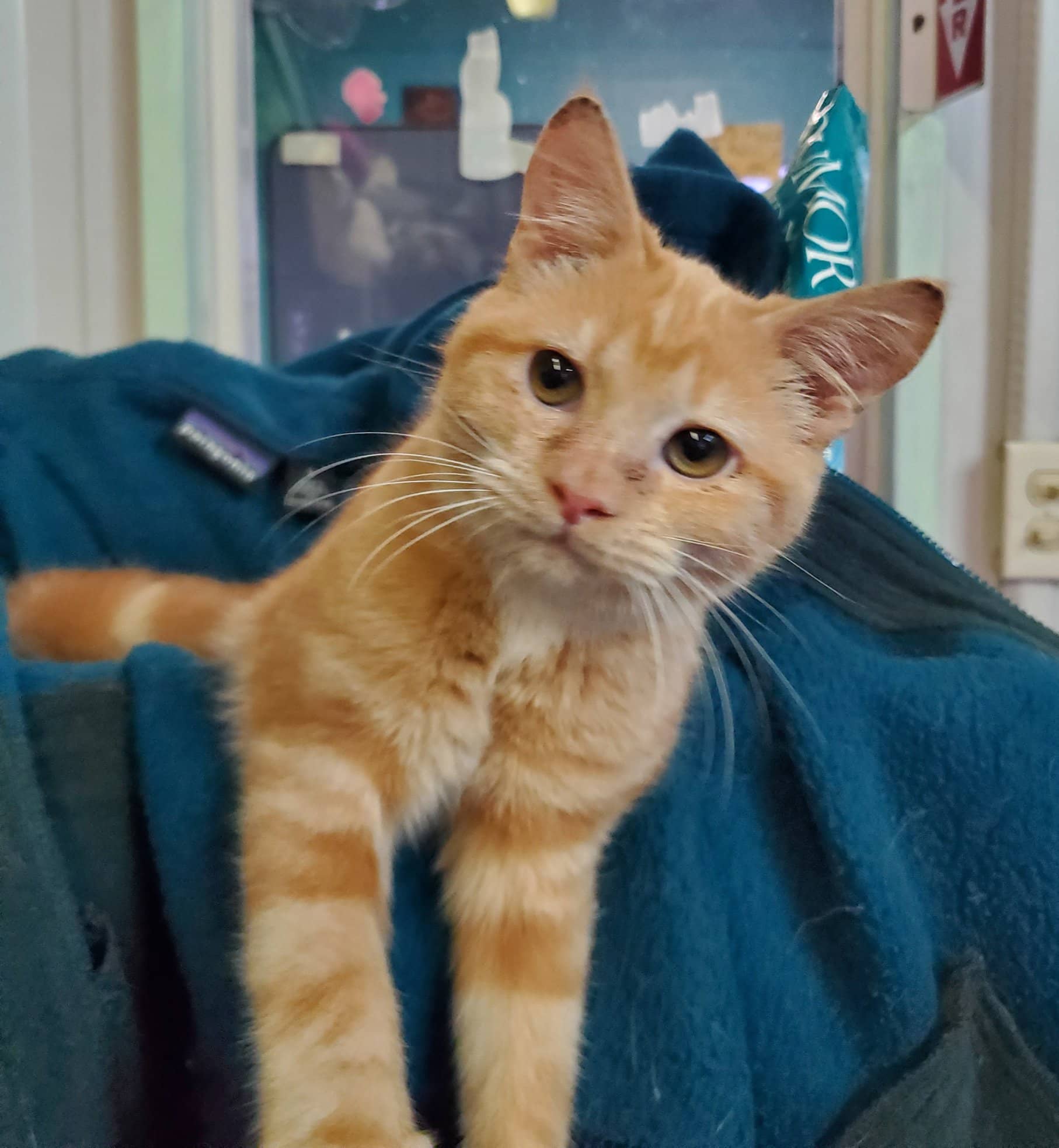 K-HITS Erath County Pets OF The Week!