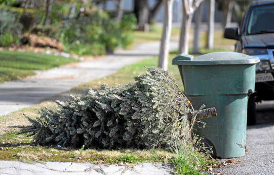 tree-disposal