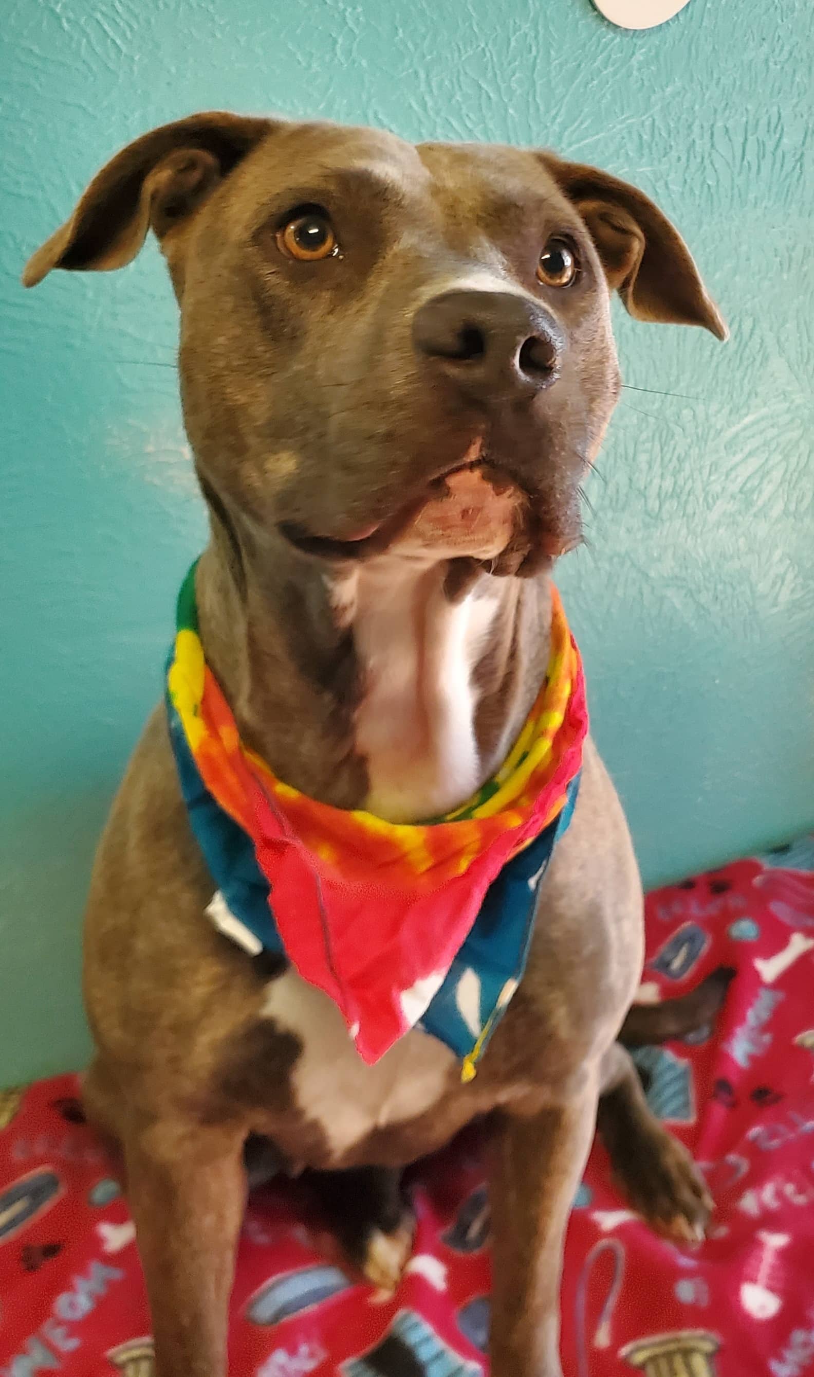 K-HITS Erath County Pets OF The Week!