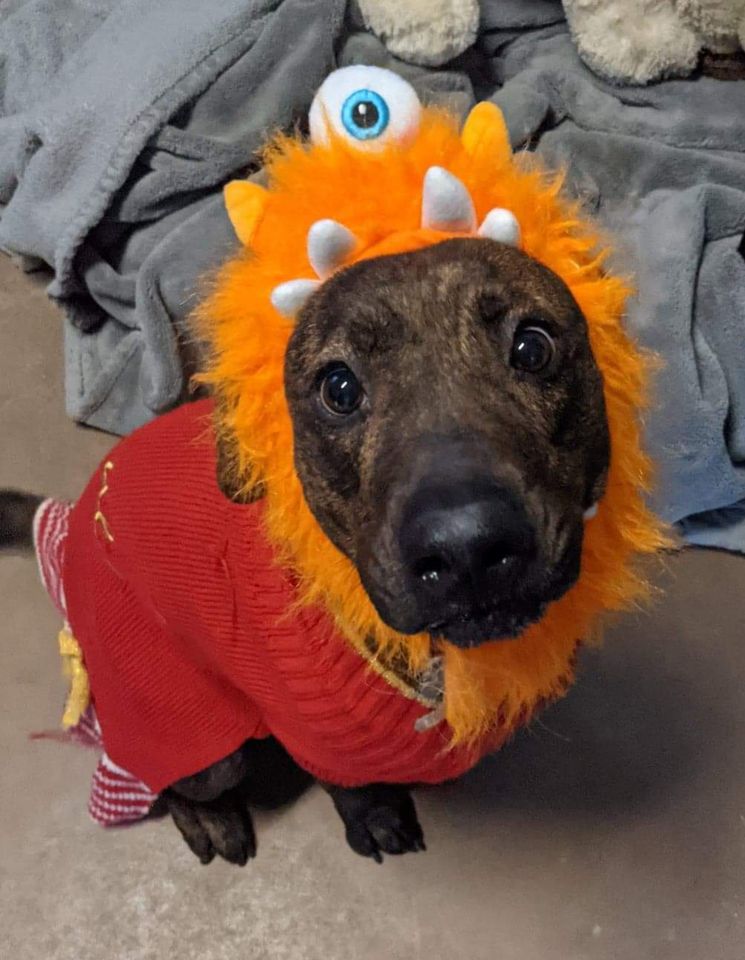 K-HITS Erath County Pets OF The Week!
