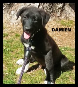 K-HITS Hood County Pets Of The Week!