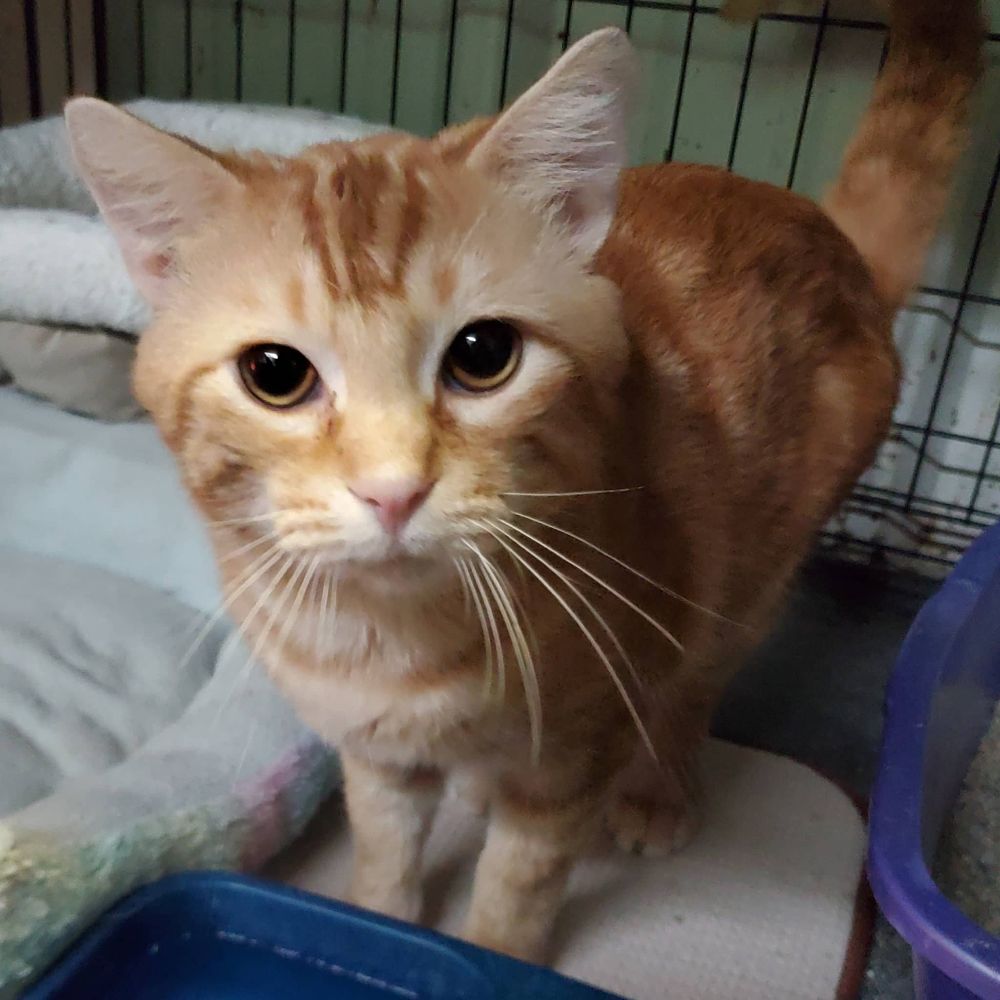 K-HITS Erath County Pets OF The Week!