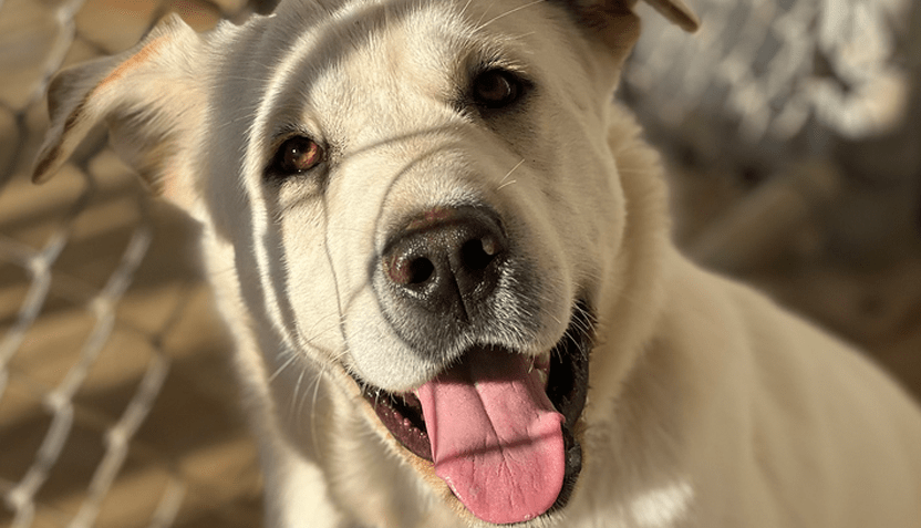 dugan-khits-pet-of-the-week-832