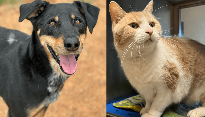 buddy-and-sammy-hood-county-animal-control-23-832