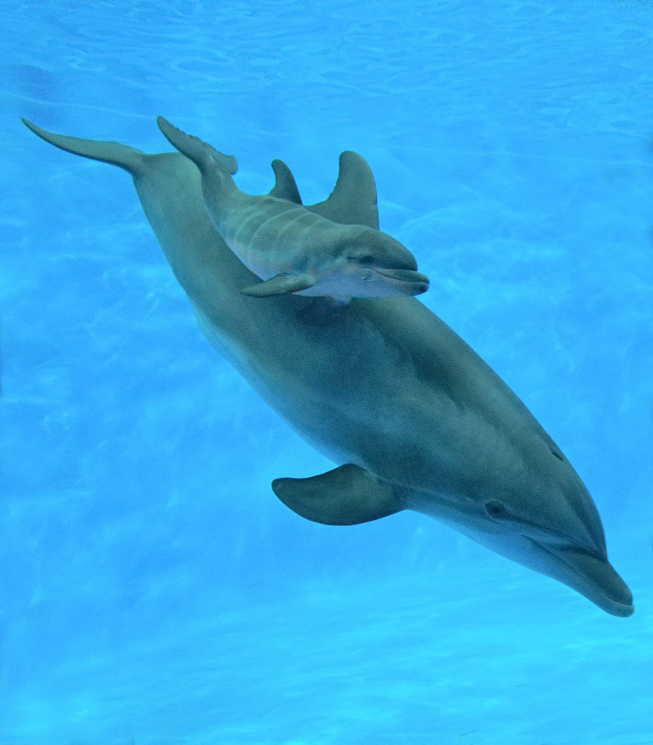 dolphin-calf-wkalei-mike-crowther