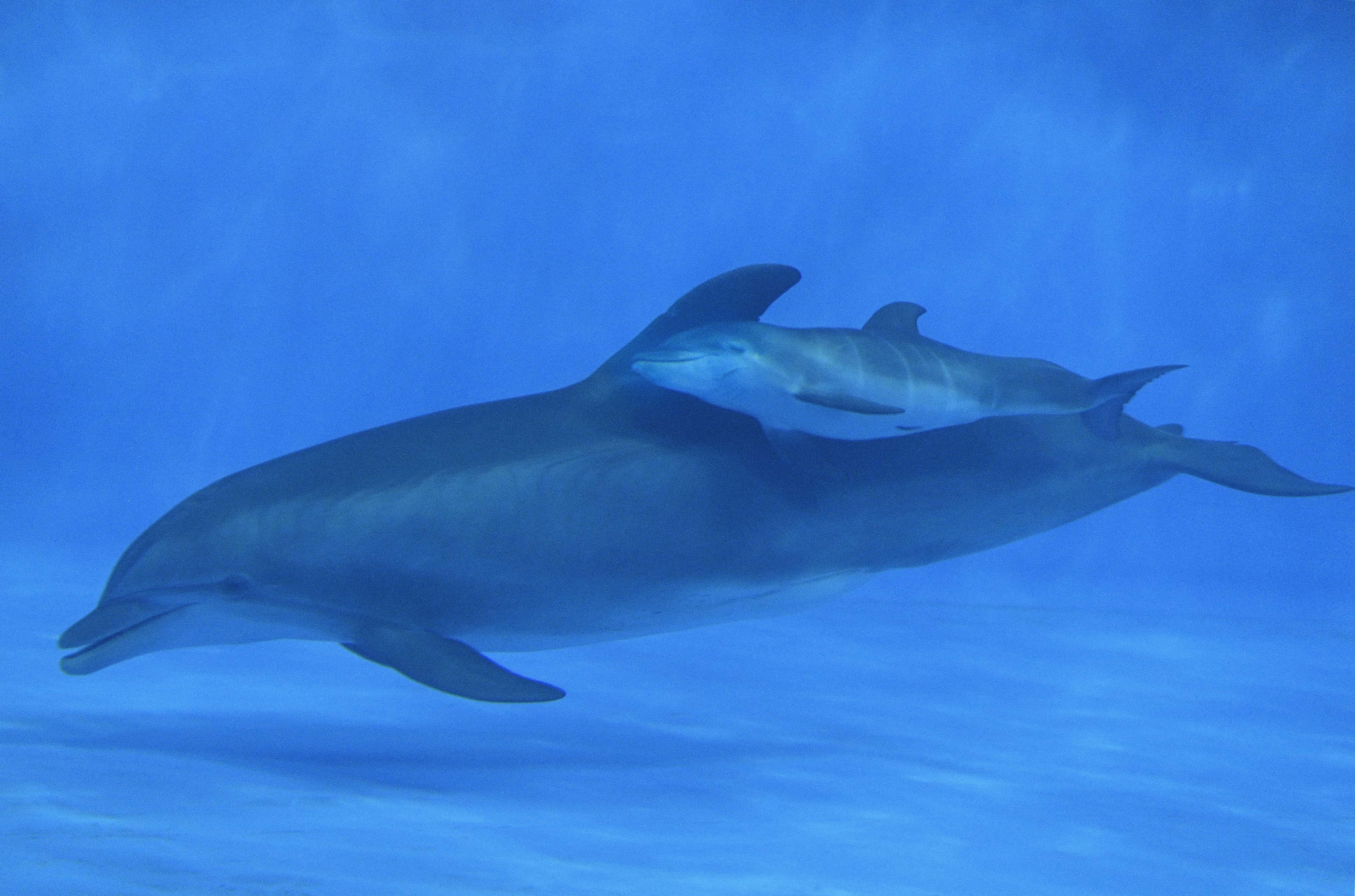 You Can Help Choose Name For Newest Bottle Nose Dolphin The Legend 95